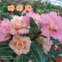 Meet the rose edge double-petal desert rose new Rouge button] Appreciation of flowers and roots and roots of succulents