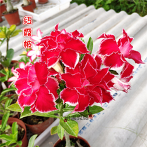 Meet the rose edge of the double-petal desert rose new product (Red Xia) Appreciation of flowers and roots and roots of succulents
