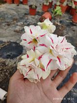 Rose edge double-petaled desert Rose new butterfly] Flower appreciation Root Succulents