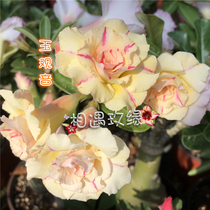 Meet Rose Edge Double-petaled Desert Rose New Product (Jade Guanyin)Flower appreciation Root Succulents
