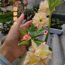 Meet the rose edge Double-petaled Desert Rose new product (Butterfly love flower 4) Flower appreciation Root Succulents
