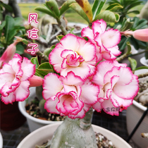 Rose edge double-petal desert Rose new Hyacinth] Flower appreciation Root succulents