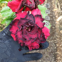 Meet rose edge new double-petal desert Rose New ink-dyed cinnabar] Flower appreciation Root succulents