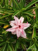 Meet rose edge double-petaled desert Rose new extraordinary] Enjoy flowers and root succulents