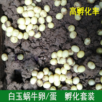White Jade snail egg raw egg snail snail egg hatching small snail pregnancy snail