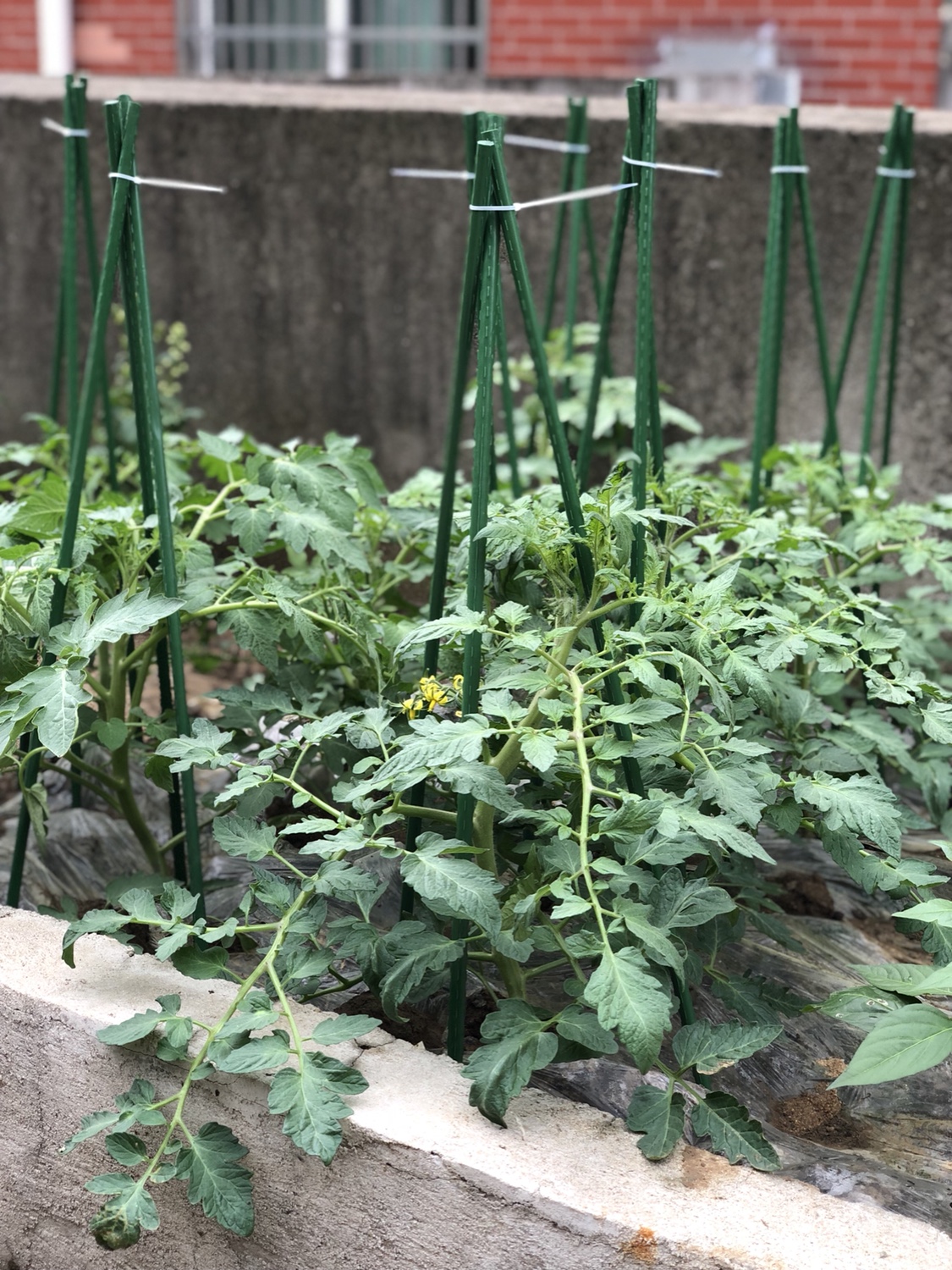 Trụ cột hoa trụ nhựa bọc thép ống dưa chuột leo leo khung cây nho cung cấp làm vườn thô 8 mm 10 - Nguồn cung cấp vườn chậu hoa