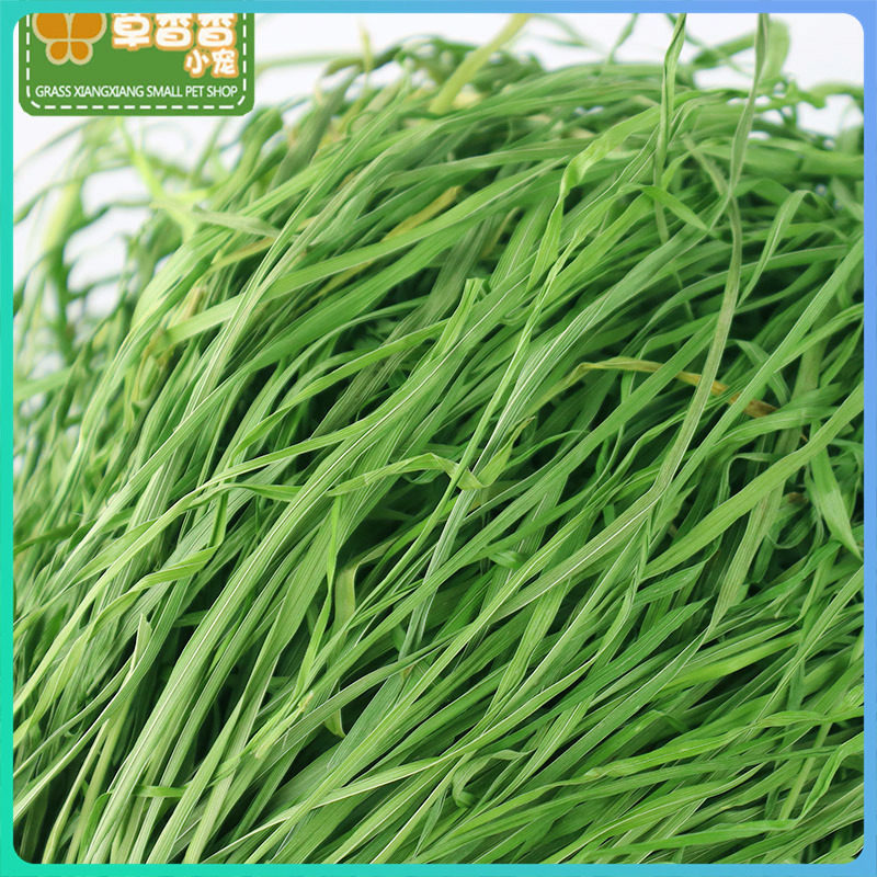 2022 Sun fruit tree straw 250g rabbit hay dragon cat grass for Timothy grass