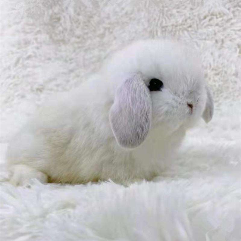 Small rabbit living thing lop-eared rabbit living body mini domestic small dwarf rabbit long not big white rabbit cub pet rabbit