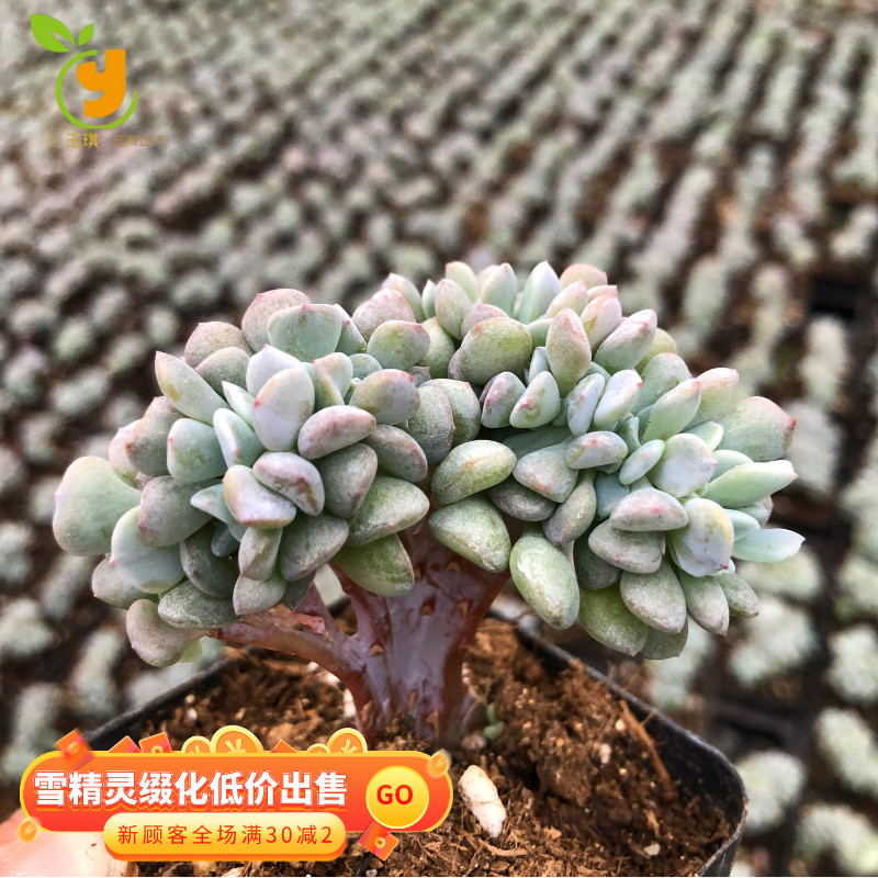 多肉植物雪精靈綴化多頭羣生稀有品種組合盆栽綠植新手好養肉肉