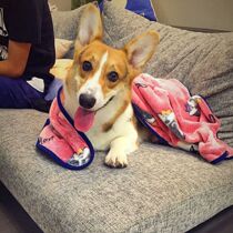 Cartoon Pet Fluff Blanket Coral Suede Kitty Dogs Quilt Children Blanket Air Conditioning Blanket Autumn Winter Warm Nest Cushion