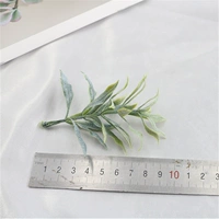 Ветка оливы