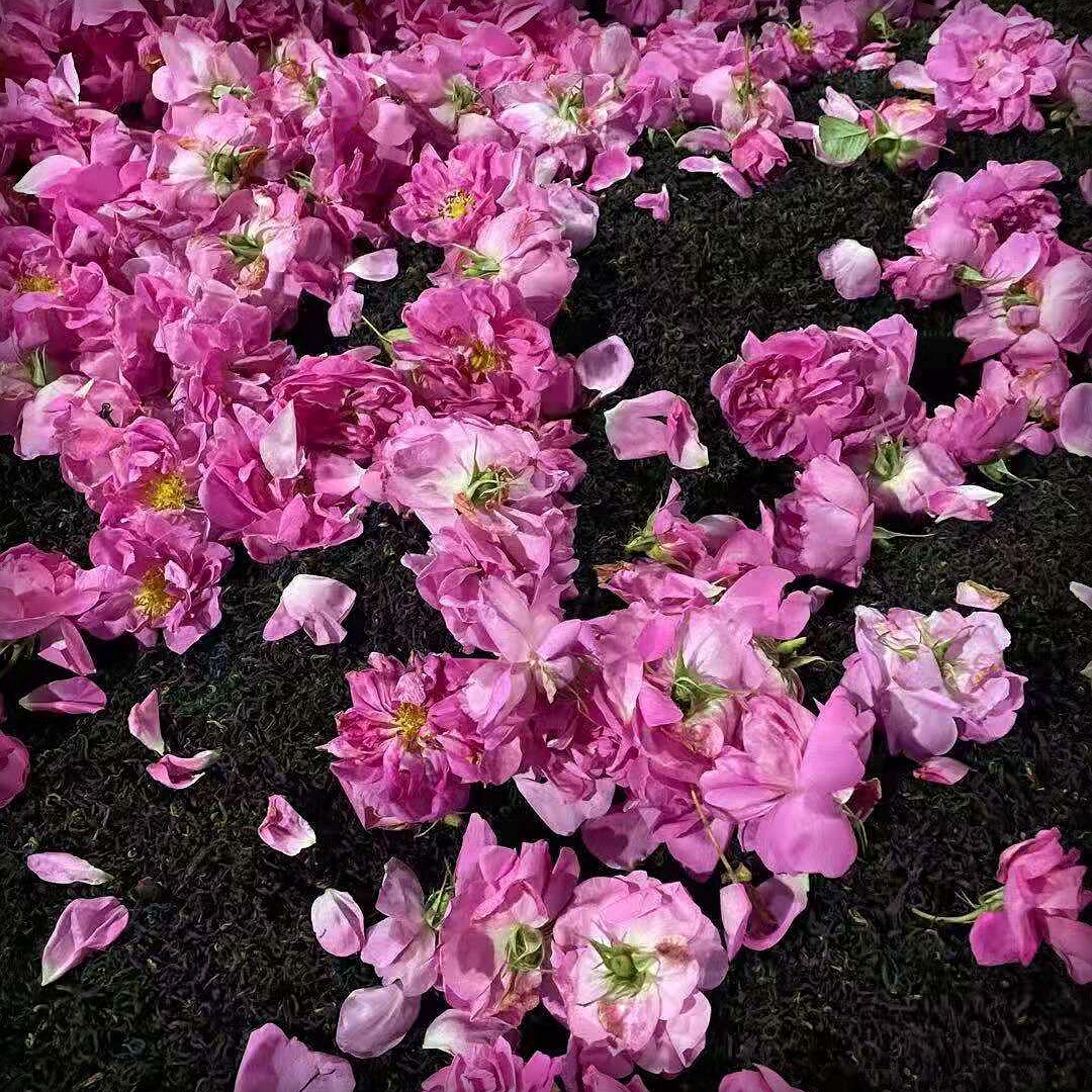 He Lingxi rose scented black tea rose scented rose tea rose scented tea scented tea