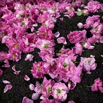 He Lingxi rose scented black tea rose flower scented rose Black Tea Rose Tea Flower tea