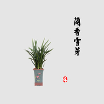 He Lingxi) Orchid snow Bud orchid tea orchid green tea scented tea snow top bird tongue with Cui concubine