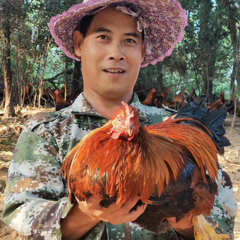 大叔家的土鸭土鸡