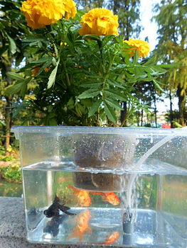 Aquaponics, ພືດສີຂຽວ, ຕູ້ປາລະບົບນິເວດ, ອາກາດບໍລິສຸດ, ຫມໍ້ນ້ໍາ hydroponic, ດອກໄມ້ desktop ແລະພືດ, ສົ່ງຟຣີ