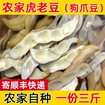Vegetables fresh tiger beans dog claw beans bean skin fresh food tiger beans hakka specialty