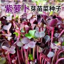 Balcony household four seasons hydroponic seeds Soilless cultivation sprouts Vegetable nursery plate Purple radish white radish carrot seeds
