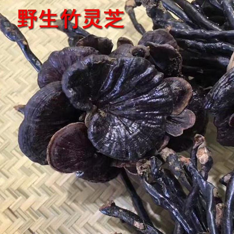 Hainan Bamboo Lingzhi Small Red Lingzhi Natural Wild Bubble Wine Whole Branches of Zhengzong Deep Mountain 500 gr Purple Black Rinzhi