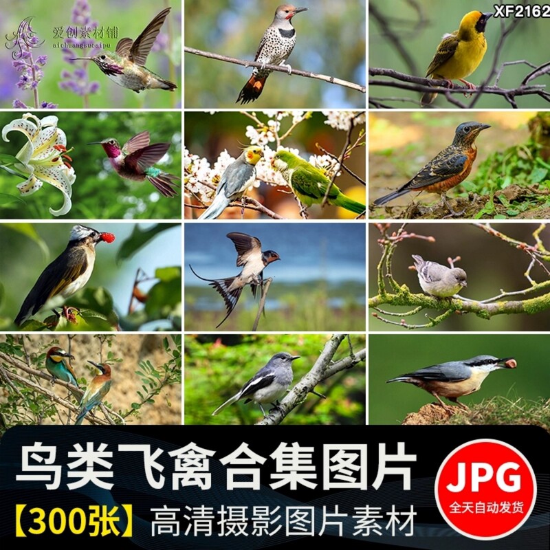 Spring Branches, Birds, Birds of Prey, Parrots, Songbirds, Kingfishers, Hummingbirds, Spring Animal Images and Materials