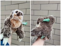 Марионетка ленивца