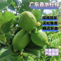 Guangdong Perfume Lemon Fresh Skin Thin First Grade Fruit Seedless Wholesale Duck Shit Fragrance Beat Lemon Tea Special Lemon