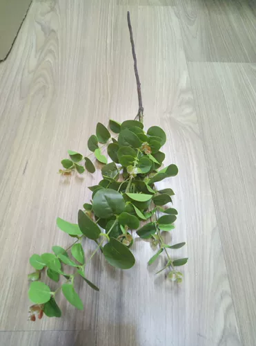 Моделирование нового продукта эвкалипт одиночный лист зеленый медная монета