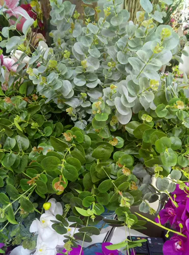 Моделирование нового продукта эвкалипт одиночный лист зеленый медная монета