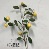 Моделирование ветвей Kumquat с ветвями и листьями, чтобы украсить листья лимона, листья и листья, оранжевые ветви оранжевых ветвей