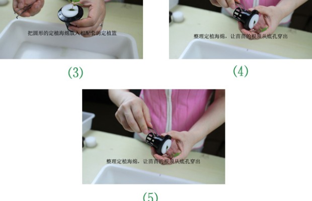 Người mua may mắn, rau thủy canh, làm vườn, trồng, trồng, giỏ trồng, phù hợp với miếng bọt biển, đường kính tròn, 60 mm chậu trồng cây