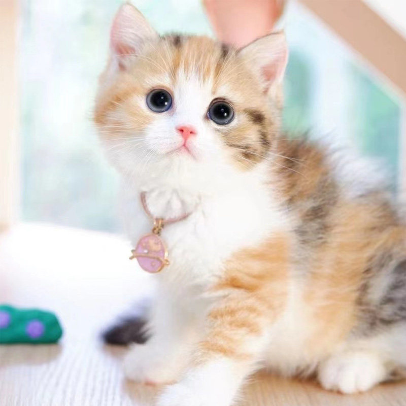 三花、橘猫、黑猫、白猫……田园猫选哪个好？深度测评带你了解真相