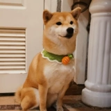 Шарф, трикотажный милый чокер, слюнявчик