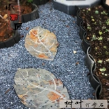 Натуральный лист Тинбу Каменный внутренний двор грунтовые плитки, кузнечики, каменный сад на открытом воздухе.