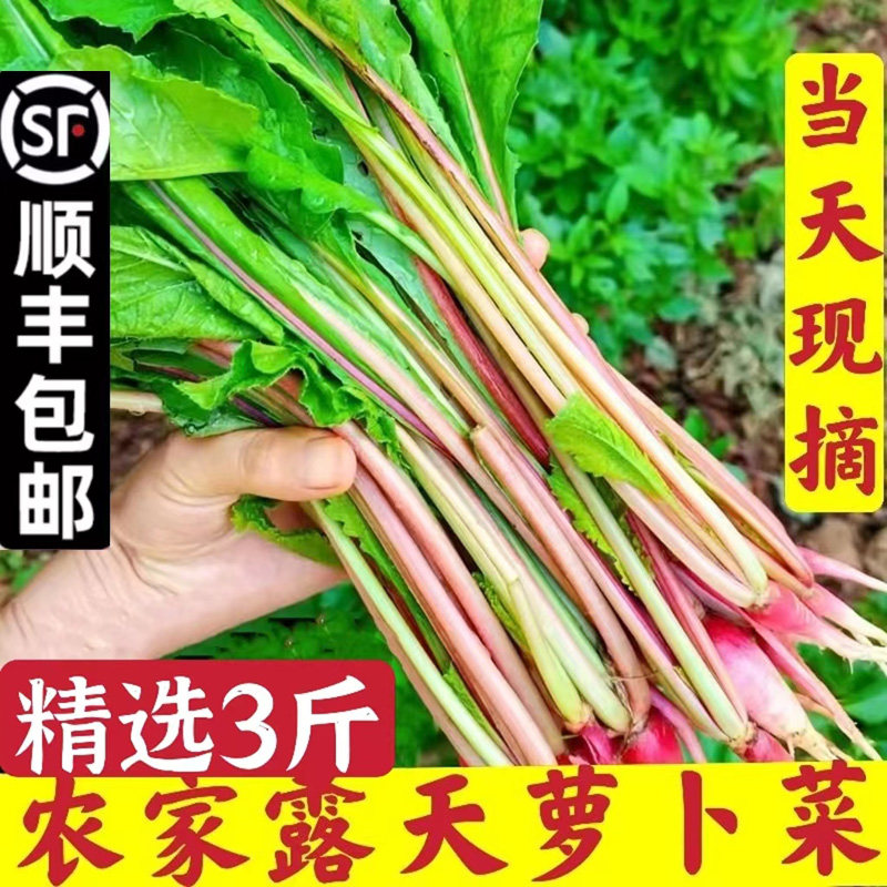 Farmhouse fresh radish vegetables seasonal green vegetables red radish carrot tassels tender radish seedlings radish ridge