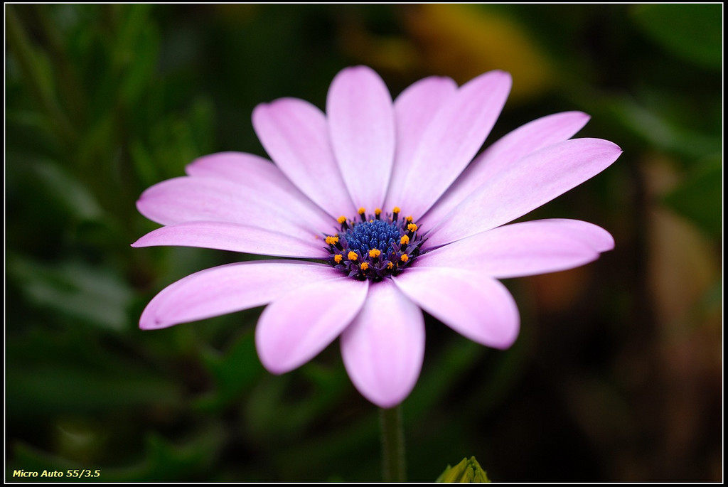 Nikon 55 3 5 Microdistance HD-like sheet for reference