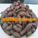 Purple yam beansPurple jade Huaishan beansPurple yam seedsPurple jade Huaishan beansPurple yam seed seedlings