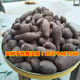 Purple yam beansPurple jade Huaishan beansPurple yam seedsPurple jade Huaishan beansPurple yam seed seedlings