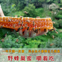 Wild beehive honey chewing pure natural old nest honey 500g Qinling farmhouse self-produced soil honey honeycomb box box