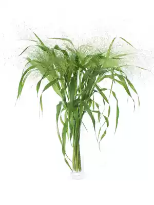 Dutch imported fountain grass flowers Wild flowers with flowers with grass with leaf flower arrangement High-end wedding bouquet