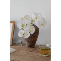 Flowers white big flowers Phalaenopsis fresh cut flowers household flowers water Chinese Oriental Zen flower arrangement Shunfeng