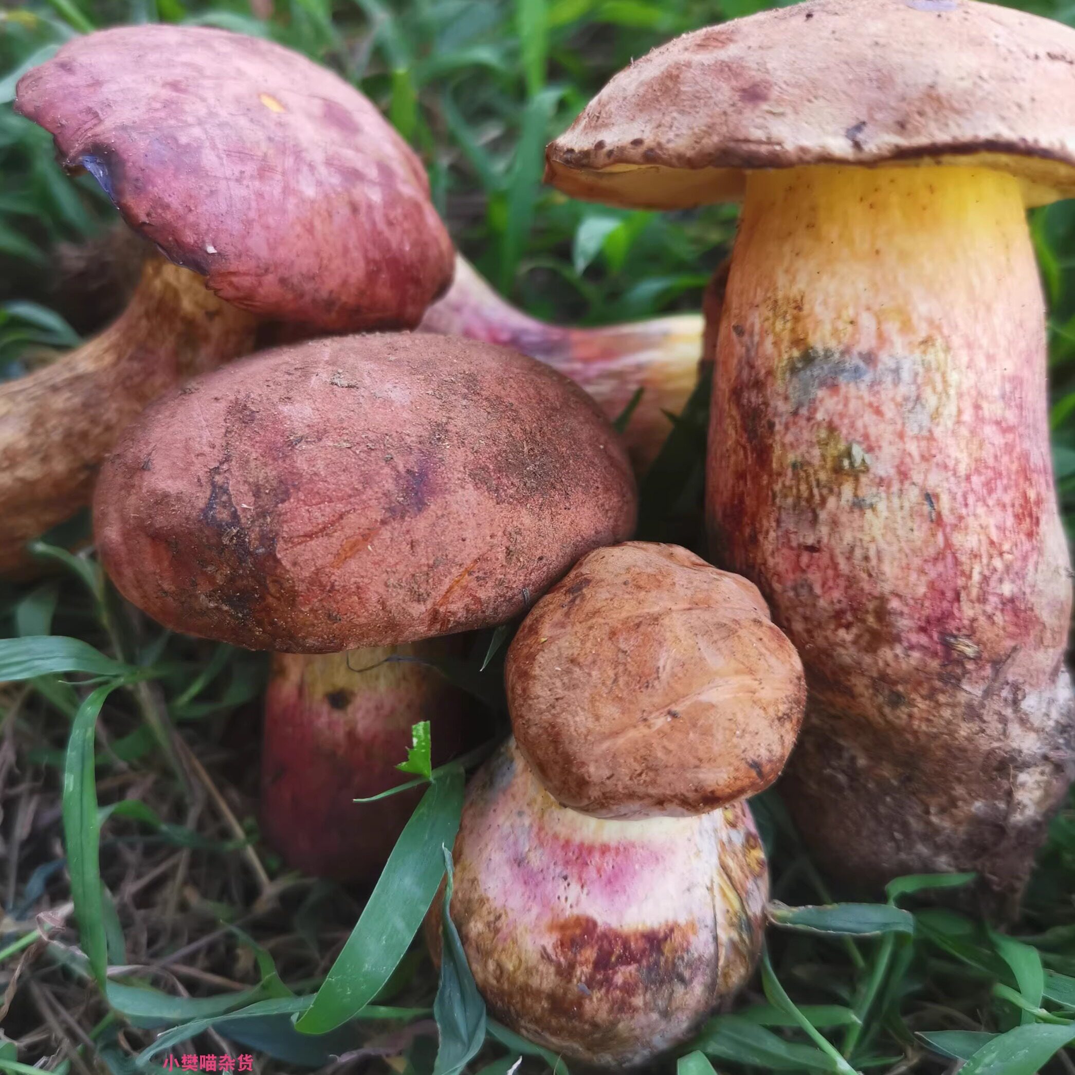 滇铜菌乡山珍优选