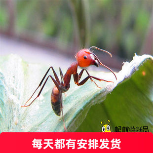 Camponotus nicobaresis Живое тело домашнее животное муравей мир мастерская подарок