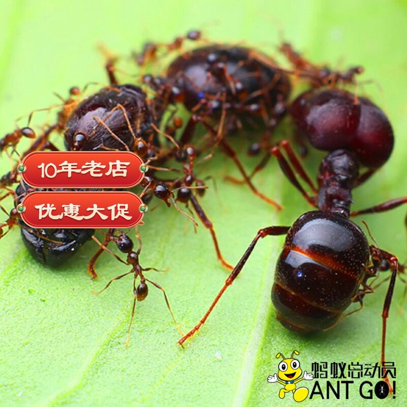 Pheidologeton diversus, the blind leaf-cutting ant, is a species of ant in the genus Pheidologeton