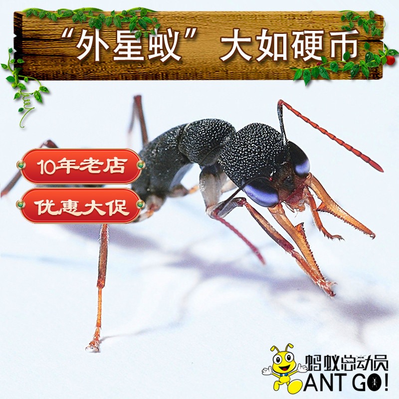 Hunting sickle Meng ant Harpegnathos venator Live ant workshop Pet birthday gift Popular science teaching