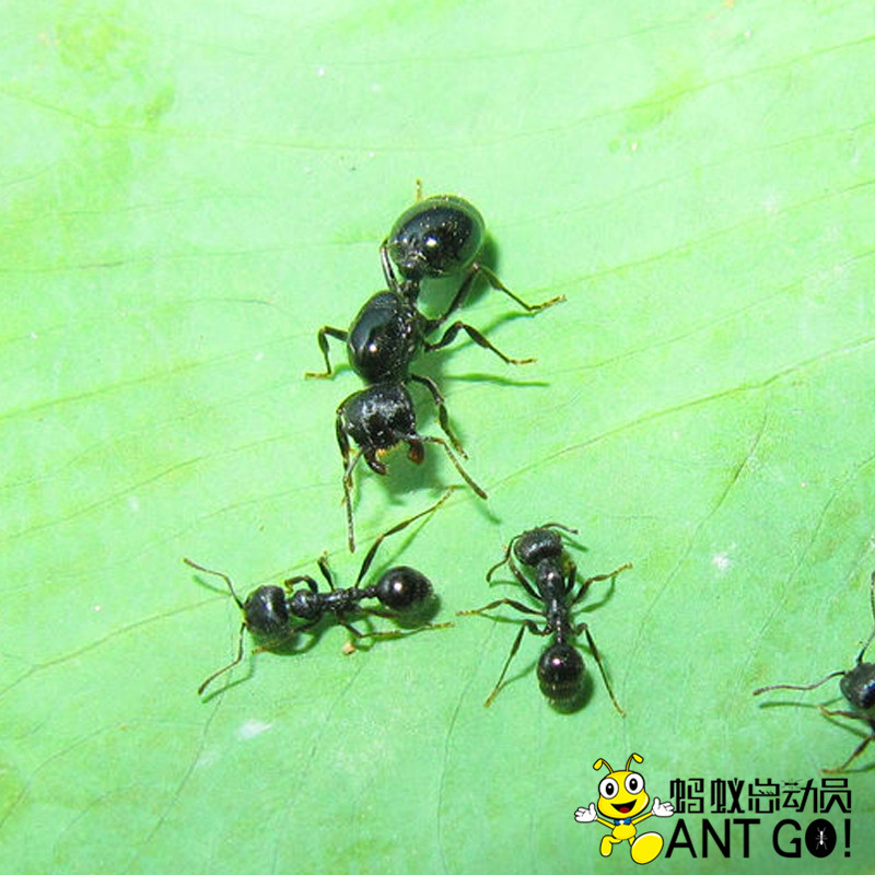 Ant 1 ant 2. Wifi модуль белый черный провод. муравей 2. Ant 1 ant 2. муравей обыкновенный.