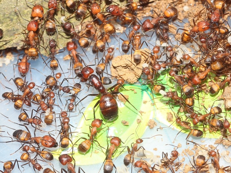Nicobar Bow-backed ant Camponotus nicobaresi Live pet Ant World Workshop Gift