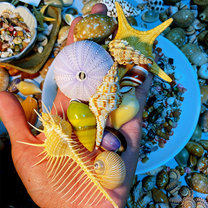 [Video Available to See the Actual Items] Eleven Types of Natural Shells, Conch + Starfish and Sea Urchin Combination, Collection Specimens