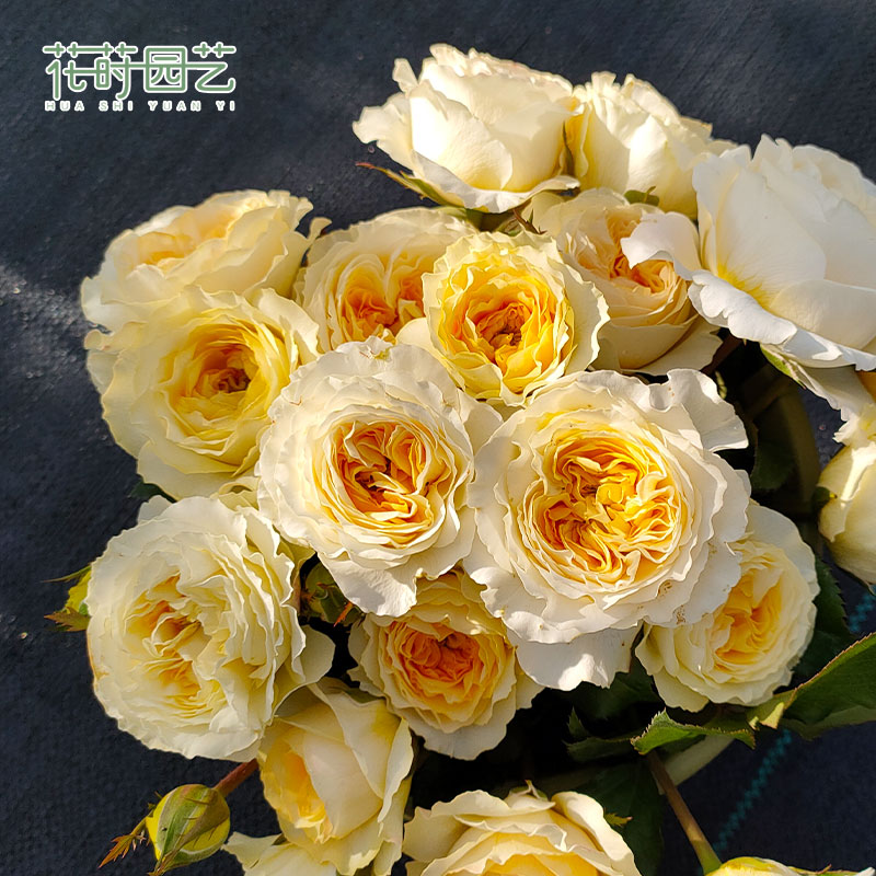 Flowers Dill Gardening 5 Plus Months Season Beatrix pink lychee potted Jenny Moro garden cut flowers to the courtyard to see