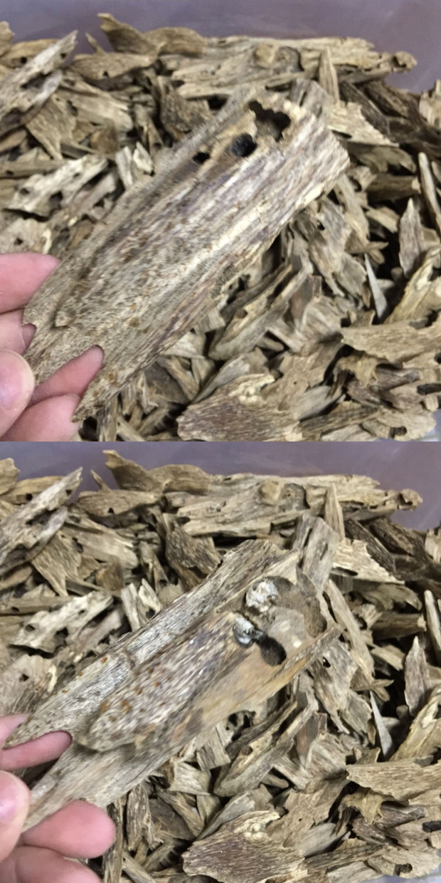 Guoxiang côn trùng tự nhiên rò rỉ đồ trang trí nguyên liệu trên bếp để làm cho nước hoa hàng hóa hạng nhất có thể được tự do để chống lại bột - Trang trí nội thất thiết kế ban công đẹp