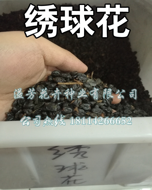 出售花卉花草种籽绣球花种子八仙绣球八仙花粉团花紫阳花 阿里巴巴 出售花卉花草种籽绣球花种子八仙绣球八仙花粉团花紫阳花 阿里巴巴